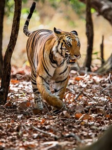 8 Best Places in India to Spot Tigers in the Wild