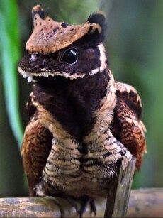 Meet Great Eared Nightjar: The ‘Baby Dragon’ Bird That Lays Eggs on Floor