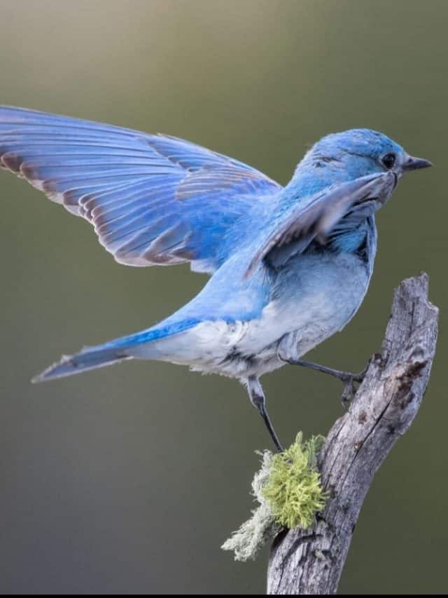 9 Vibrant Blue Birds You Can Spot in the Wild