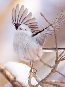 Shima Enaga: Meet Japan’s Most Adorable Snow Fairy Puffball Bird