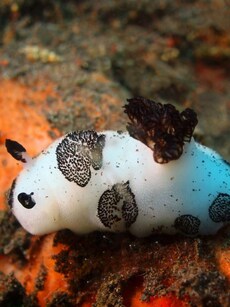 Meet Sea Bunnies: The Cute But Toxic Sea Slugs