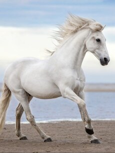 Top 10 Tallest Animals in the World