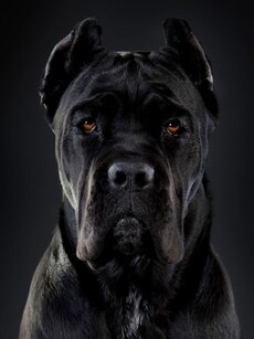 10 Best Guard Dog Breeds You Can Trust