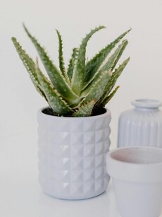 10 health benefits of aloe vera, water-rich wonders you need