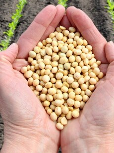 10 health benefits of Soybean, little beans for your heart, muscles