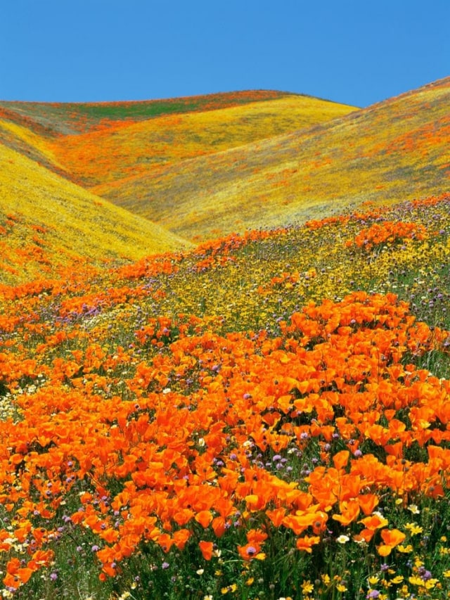 Flower Power: 10 gorgeous species in the Valley of Flowers