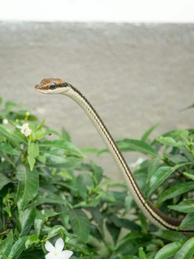 6 Eco Friendly Ways To Keep Snakes Out Of Garden
