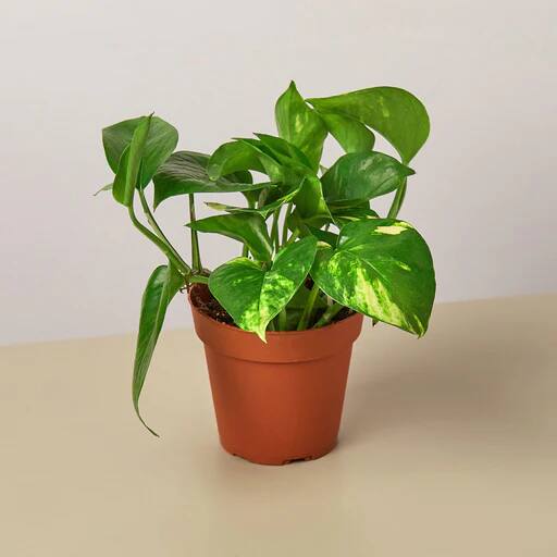 fire flash spider plant Buy a Rare Fire Flash Spider Mandarin Chlorophytum Live Plant