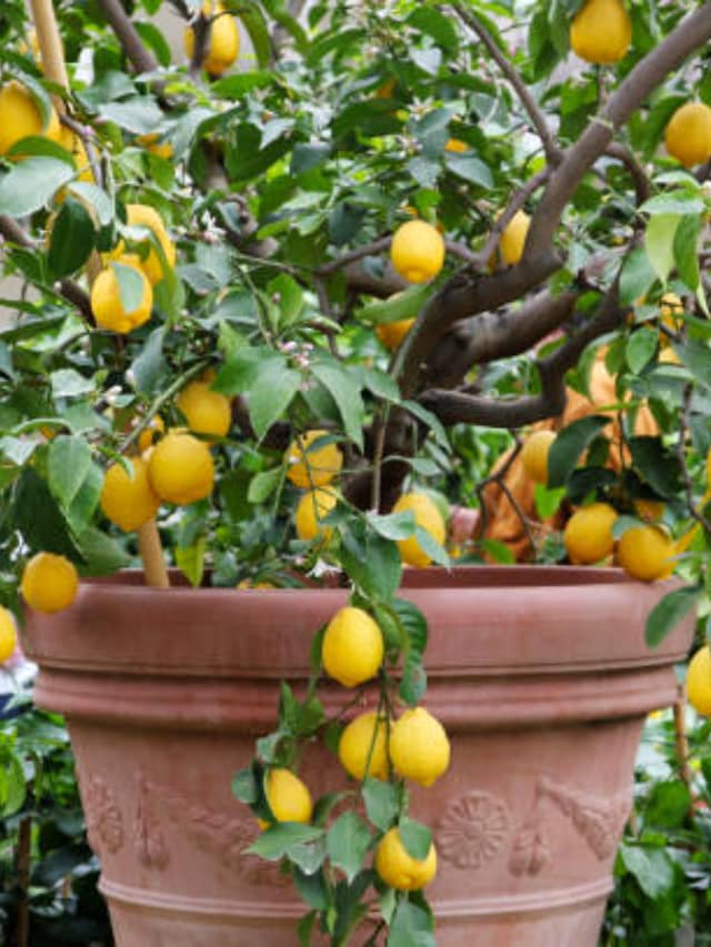 How To Grow Lemons In Your Garden?