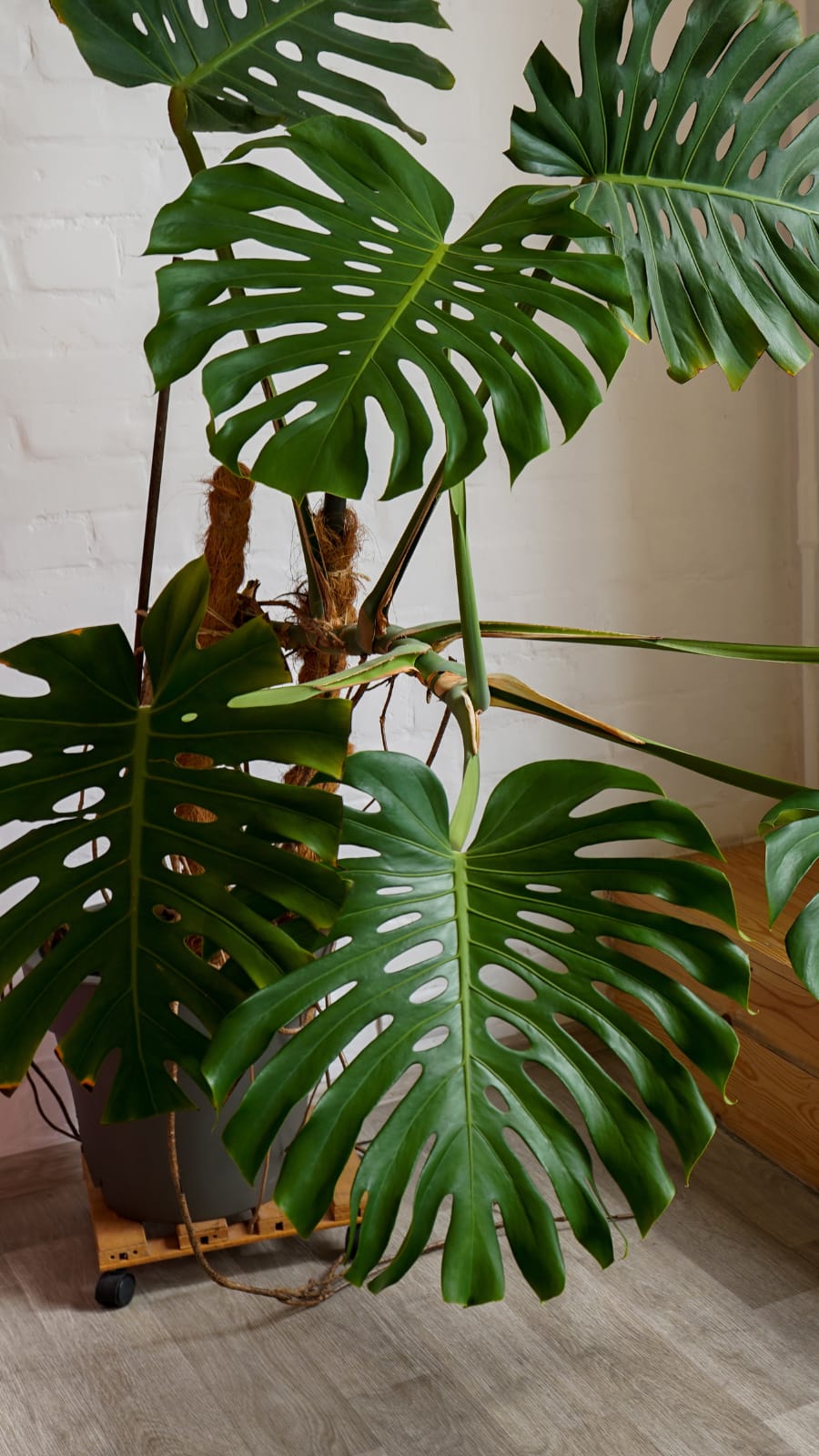 philodendron glory Philodendron Summer Glory | Care Guide and Pro Tips - Delivery from Toronto  across Canada