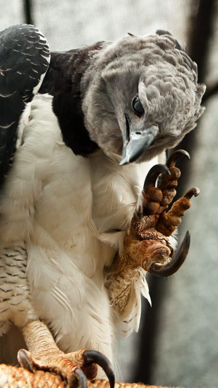 Is a Bird a Predator: Unveiling Nature’s Fiercest Hunters