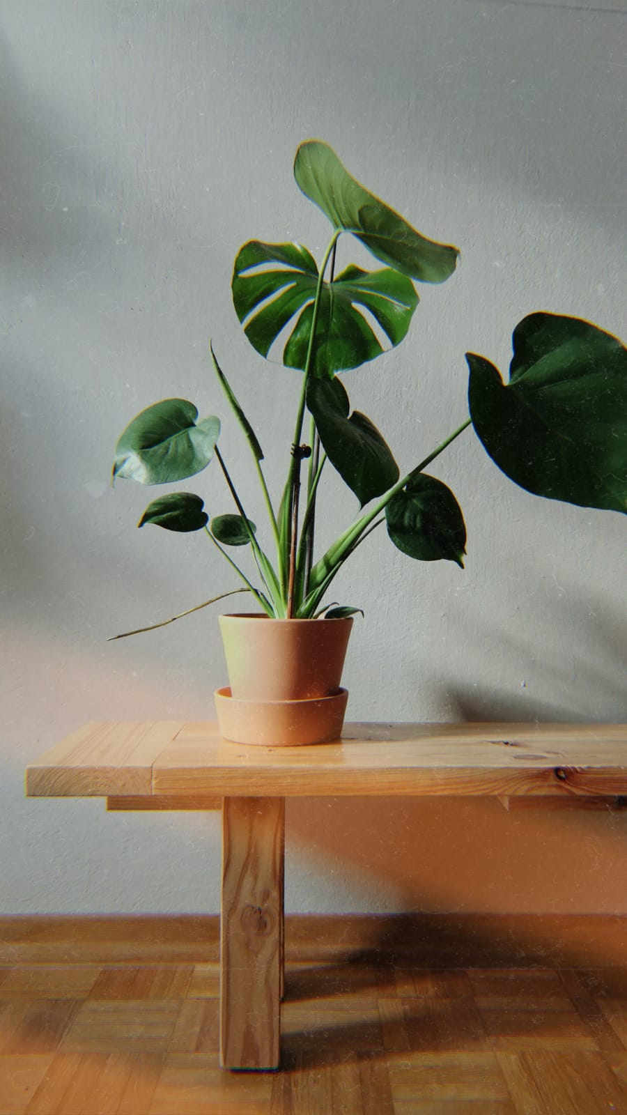 philodendron kletterhilfe Philodendron scandens (Kletter-Philodendron) – Jungle Leaves main image 0