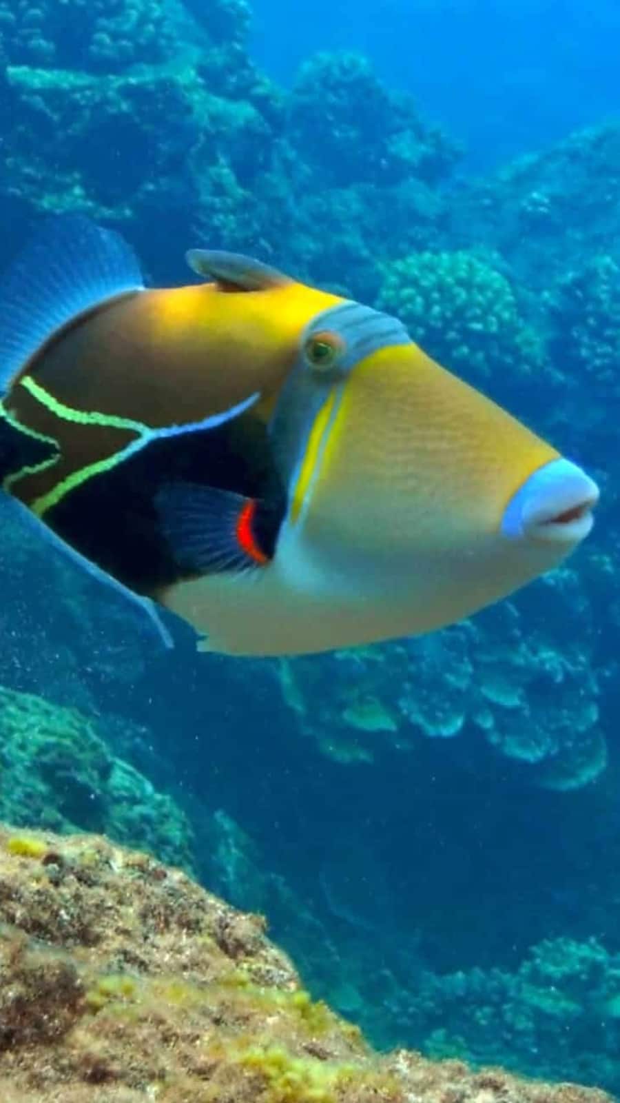 Why is Reef Triggerfish Hawaiis State Bird: Fascinating Facts Revealed