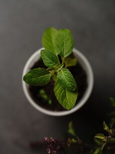 Vastu Tips: 7 Powerful Benefits of Tulsi Plant for Home Harmony & Prosperity