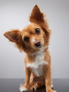 Top 10 Coolest Jobs That Involve Working With Animals