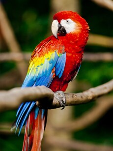 11 Most Exotic Animals You Can Keep as Pets