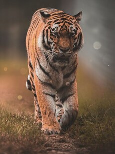 Global Tiger Day 2025: Meet India’s 10 Iconic Tigers and Tigresses