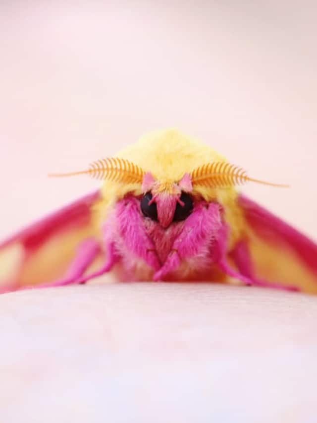 Rarest Insect In The World