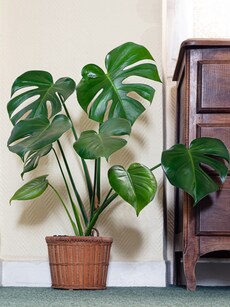 Top 5 Vastu Benefits of Keeping Monstera Plants