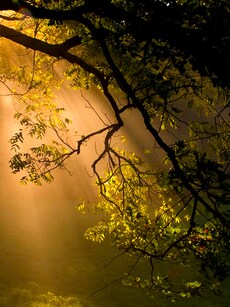 Top 10 Countries With the Largest Forest Area