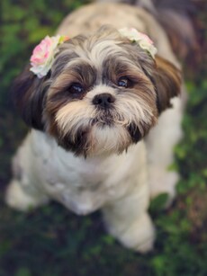 9 Mistakes New Shih Tzu Owners Make (And How to Avoid Them)