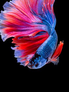 10 Rarest and Most Unique Betta Fish Colors