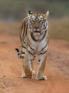 Top 10 Countries with the Largest Tiger Populations