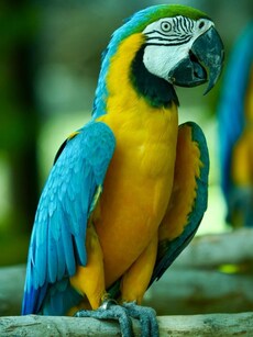 Charlie the Parrot: World’s Oldest Macaw Who Lived 114 Years