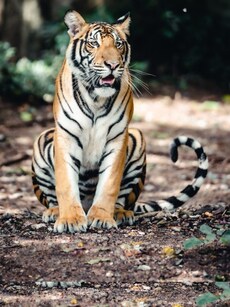 10 Dangerous Animals to Watch Out for in India&rsquo;s Wildlife Parks