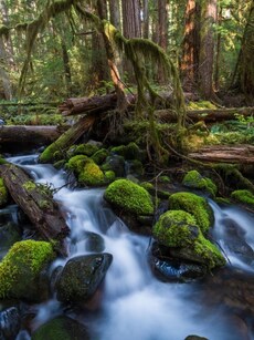 10 Countries with the Largest Forest Areas You Must Explore