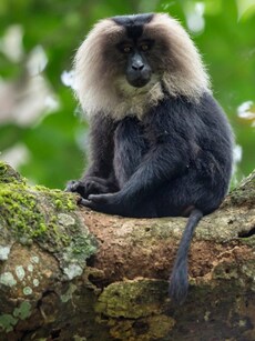 10 Rare Animals and Where to Find Them in India