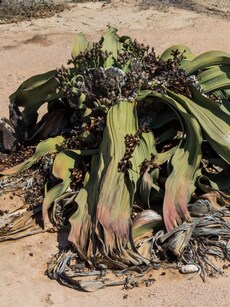 10 Bizarre Plant Mysteries That Still Puzzle Scientists