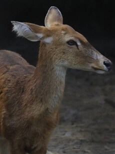 10 Endangered Wildlife Species in India You May Not Know About