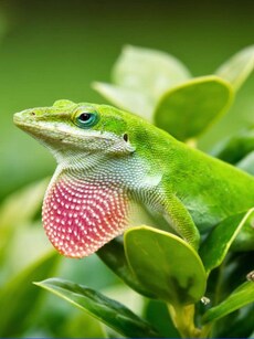 10 Smartest Reptiles in the World