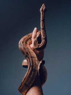 10 Countries with the Largest Snake Population in the World