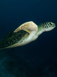 10 Exotic Animals You Can Spot in Hawaii