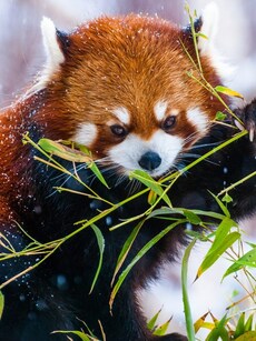 10 Wildlife Parks in India to See Endangered Red Panda