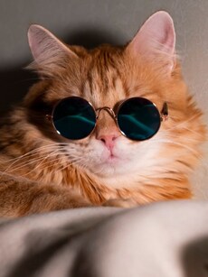 11 Most Independent  Pets You Can Own