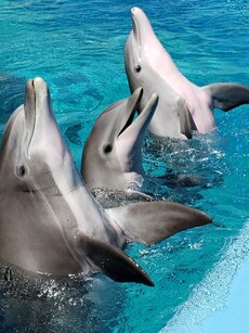 Explore the 10 Largest Aquariums in the World by Water Capacity