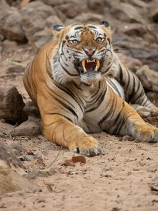 10 Must-Visit National Parks in Madhya Pradesh for Tiger Sightings