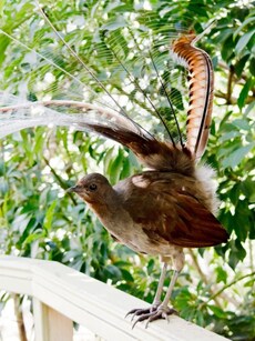 Meet Lyrebird: The Greatest Liar in the World