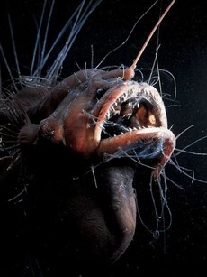 Meet Sea Devil: The Darkest Animal on Earth Hiding in deep Waters