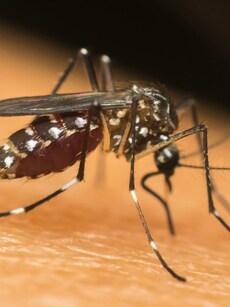 Dengue Danger: Know the Signs, Stop  the Spread