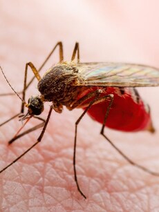 10 Symptoms of Chikungunya You Should Know