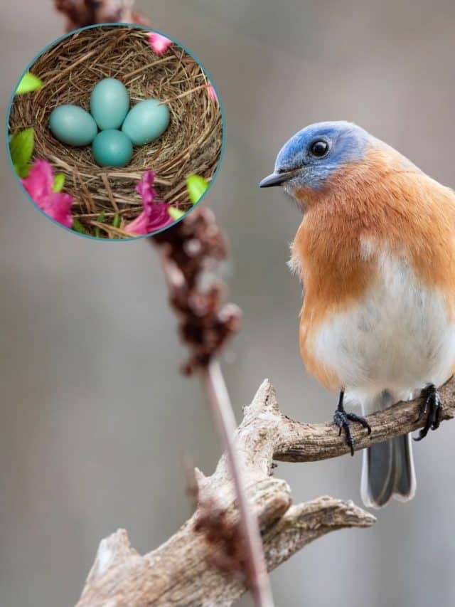 What Birds Lay Blue Eggs: Discover Stunning Species & Facts