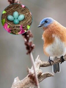 10 Unique and Beautiful Birds That Lay Vibrant Blue Eggs