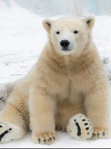 World’s 10 Largest Bear Species