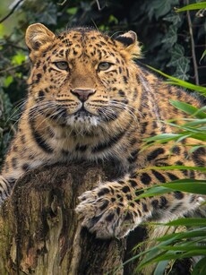 World’s 10 Most Rare and Endangered Animals