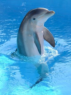 Top 10 Dolphin Watching Destinations In India