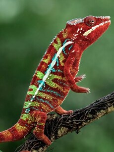 10 Strikingly Colourful Lizards from Around the World